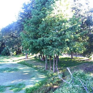 Cheetah Paddock at Jacksonville, 10/10/13