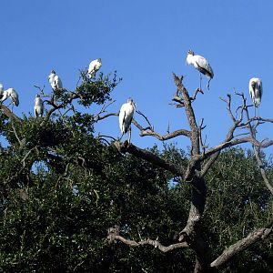 Wood Storks at Jacksonville, 10/10/13