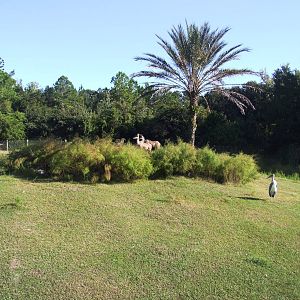 Savannah Paddock at Jacksonville, 10/10/13