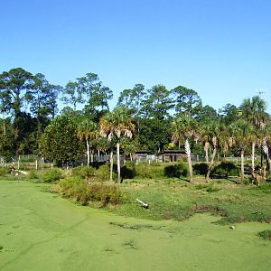Savannah Paddock at Jacksonville, 10/10/13