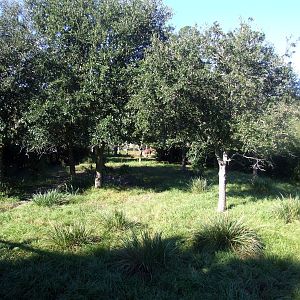 Okapi Paddock at Jacksonville, 10/10/13