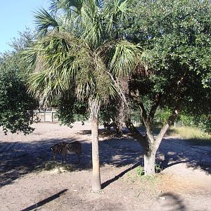 Zebra Paddock at Jacksonville, 10/10/13