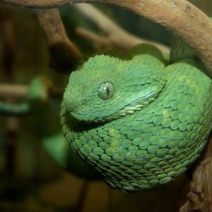Western Bush-Viper at Jacksonville, 10/10/13