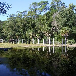 Elephant Paddock Viewing at Jacksonville, 10/10/13