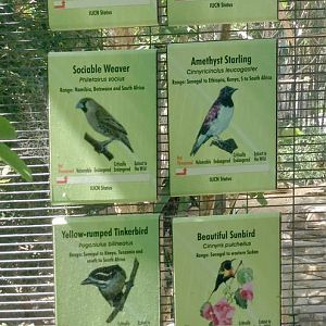 Monkey Trails - Sociable Weaver Aviary