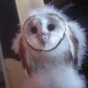 6 week old barn owl chick at Moonlit Sanctuary