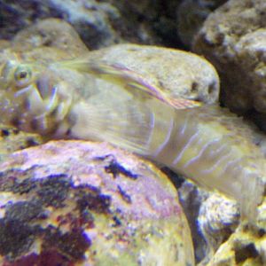 Sphinx Blenny (Aidablennius sphynx)