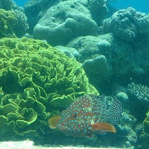 The Underwater Observatory Marine Park 26.10.13