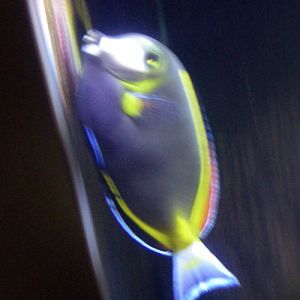 Japanese Surgeonfish (Acanthurus japonicus)