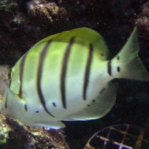 Convict Tang (Acanthurus triostegus)