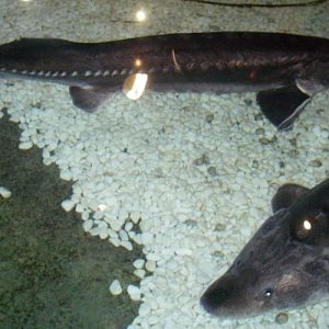 European Sea Sturgeon (Acipenser sturio)