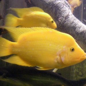 Midas Cichlids (Amphilophus citrinellus)