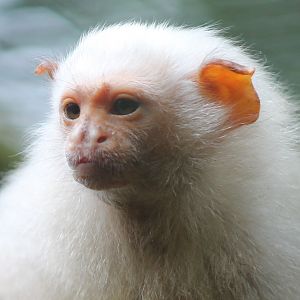 Silvery marmoset