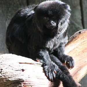 Goeldi's monkey