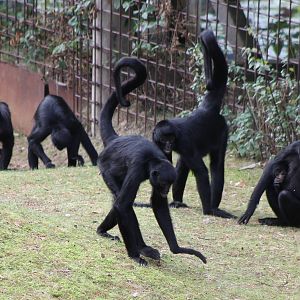Family group Colombian spider monkeys