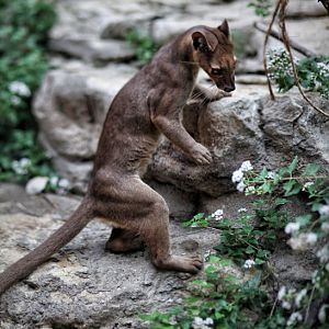 fossa standing upright