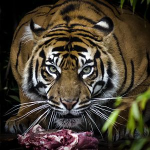 Just try and take it !