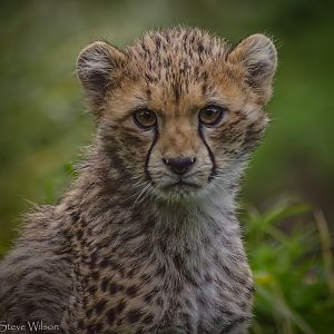 Portrait of a Cheetah Cub