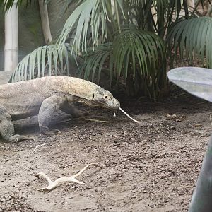 Komodo Dragon