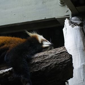 Red Panda