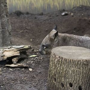 Southern Hairy-Nosed Wombat