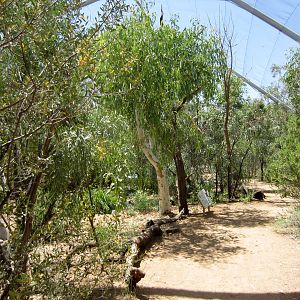 Walkthrough Waterhole Aviary interior