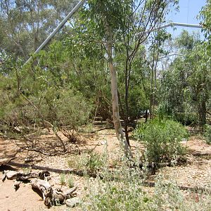 Walkthrough Waterhole Aviary interior