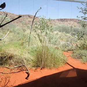 Spinifex Aviary