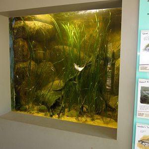 Freshwater fish tank