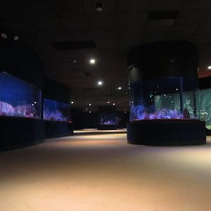 Nocturnal House interior