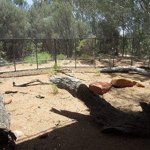 Perentie Enclosure