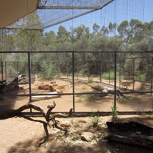 Perentie Enclosure