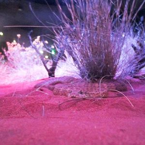 Desert Death Adder