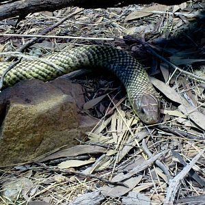Mulga Snake