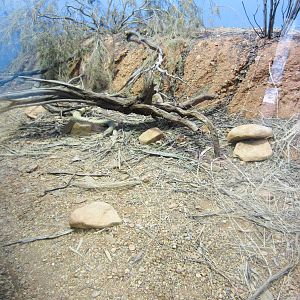Mulga Snake enclosure