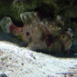 Warty Frogfish (Antennarius maculatus)