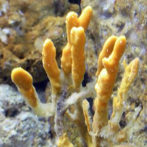 Common Antlers Sponge (Axinella polypoides)