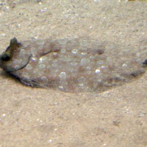 Wide-eyed Flounder (Bothus podas)