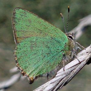 Green Hairstreak (Callophrys rubi)