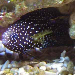 Comet (Calliplesiops altivelis)