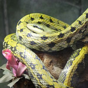 Taiwan ratsnake