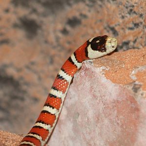 Lampropeltis pyromelana