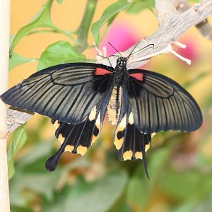Papilio species ID needed