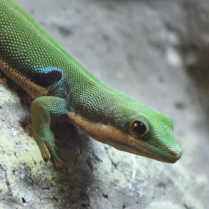 Peacock-eyed Daygecko