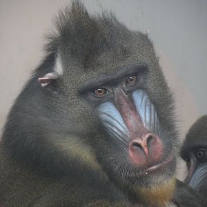 Mandrill