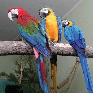 Greenwinged and blue-yellow macaws