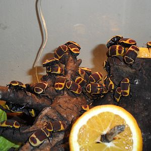 Sun beetles