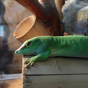 Madagascar day gecko