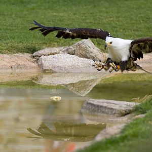 new photos from the Bioparc bird show