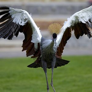 new photos from the Bioparc bird show